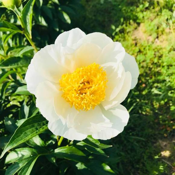 Meet your Posher, Megan - Picture 11 of 12